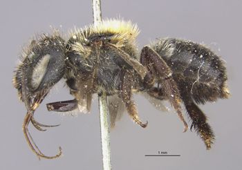 Media type: image;   Entomology 527 Aspect: habitus lateral view
